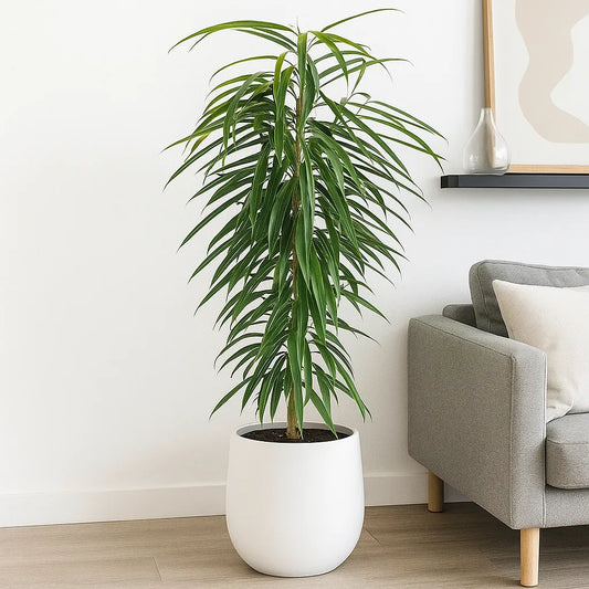 100 - 120cm Ficus Binnendijkii Alii Rubber Plant 21cm Pot House Plant