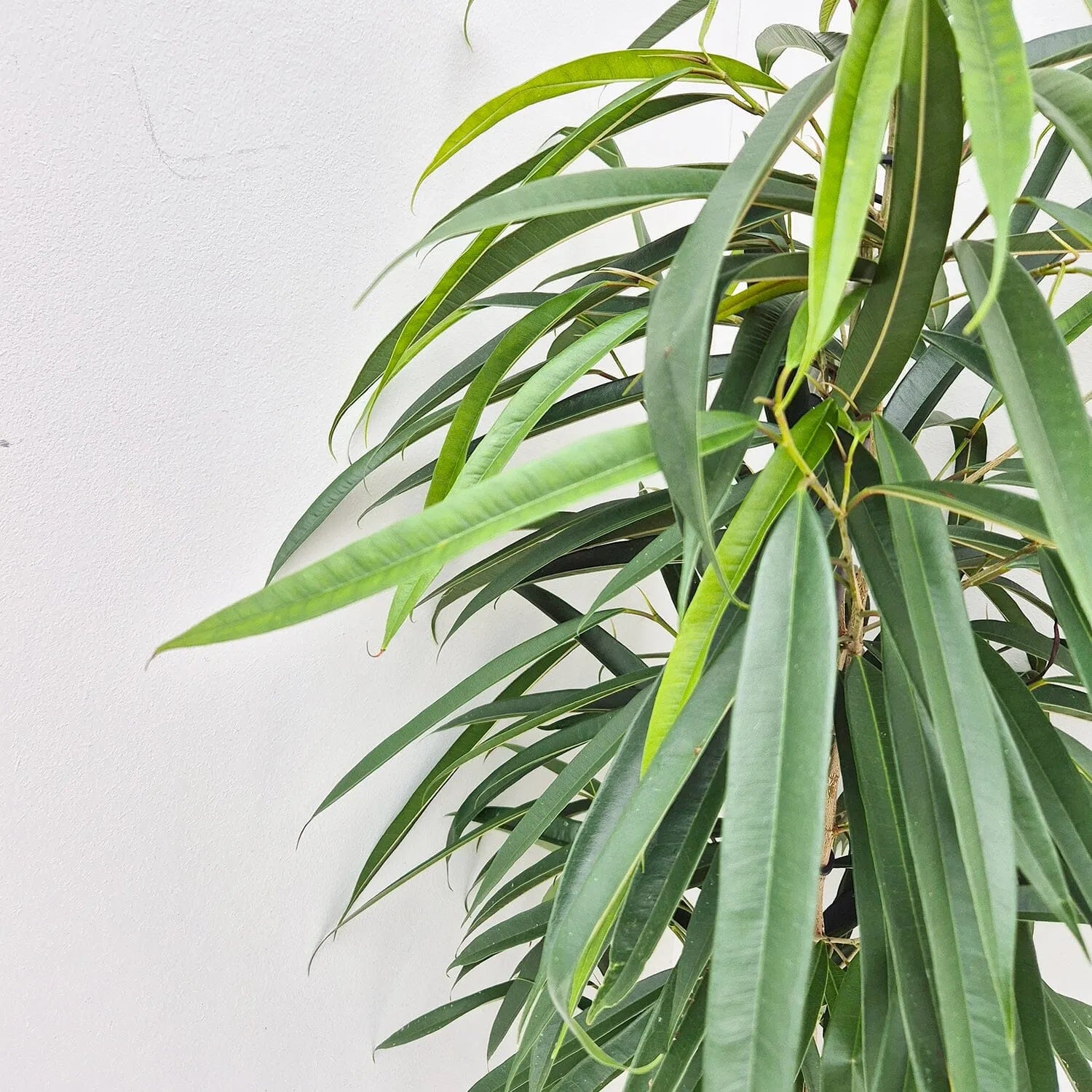 100 - 120cm Ficus Binnendijkii Alii Rubber Plant 21cm Pot House Plant