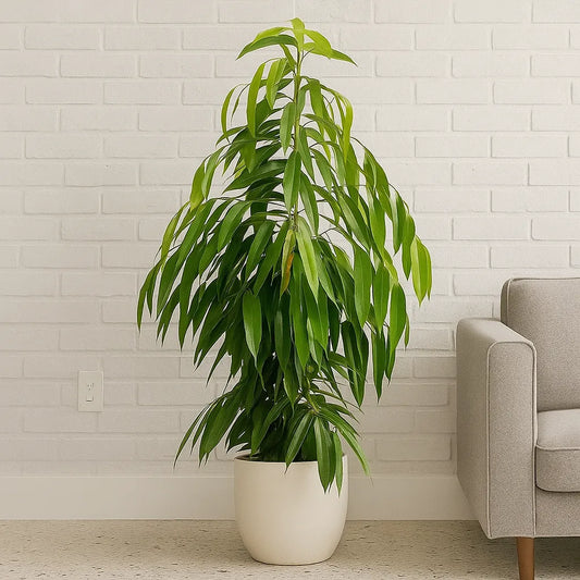 100 - 120cm Ficus Binnendijkii Amstel King Rubber Plant 21cm Pot House Plant