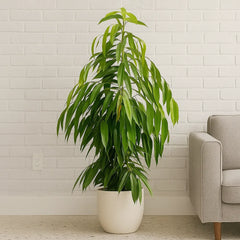 100 - 120cm Ficus Binnendijkii Amstel King Rubber Plant 21cm Pot House Plant
