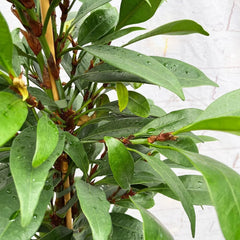 100 - 120cm Ficus Cyathistipula Rubber Plant 21cm Pot House Plant