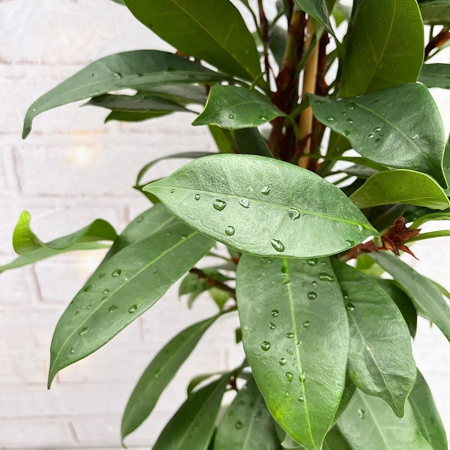 100 - 120cm Ficus Cyathistipula Rubber Plant 21cm Pot House Plant