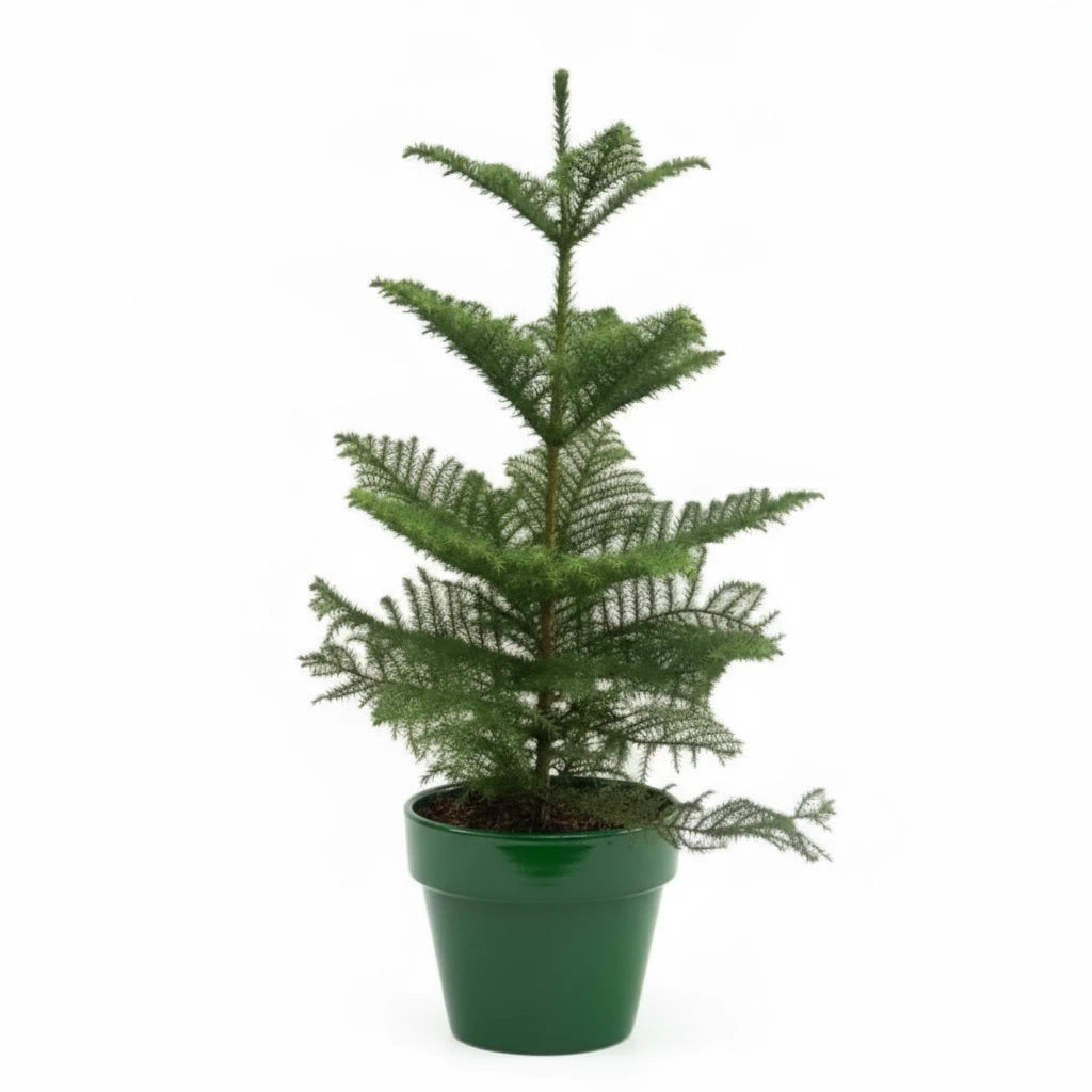 100 - 120cm Norfolk Pine Christmas Tree Araucaria Heterophylla 21cm Pot House Plant