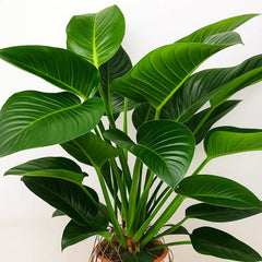 100 - 120cm Philodendron Congo Millions 27cm Pot House Plant