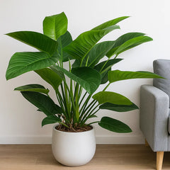 100 - 120cm Philodendron Congo Millions 27cm Pot House Plant