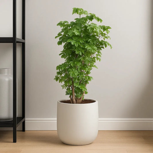 100 - 120cm Polyscias Roble Plant 24cm Pot House Plant