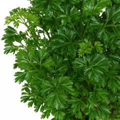 100 - 120cm Polyscias Roble Plant 24cm Pot House Plant