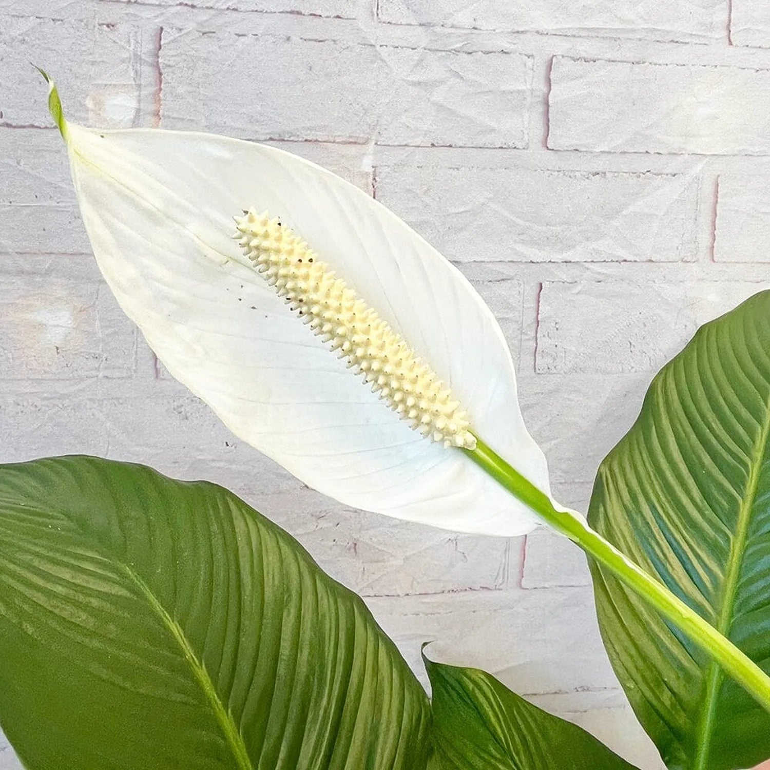 peace lily uk 100