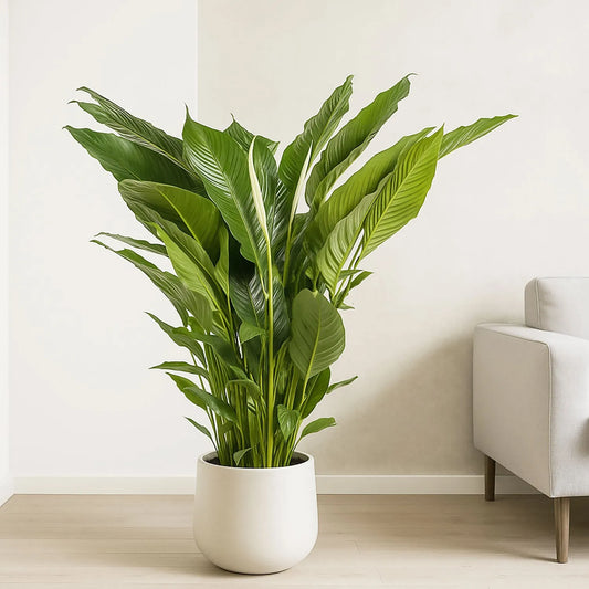 100 - 120cm Spathiphyllum Peace Lilly 24cm Pot House Plant