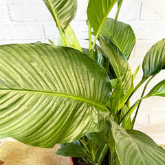 100 - 120cm Spathiphyllum Peace Lilly 24cm Pot House Plant