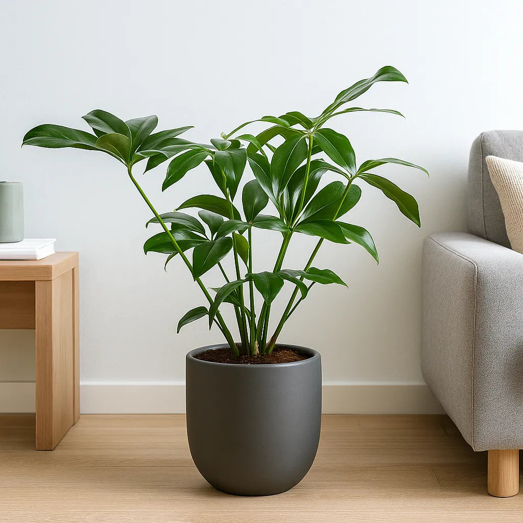 100 - 130cm Philodendron Funny Bunny Thaumatophyllum 24cm Plants