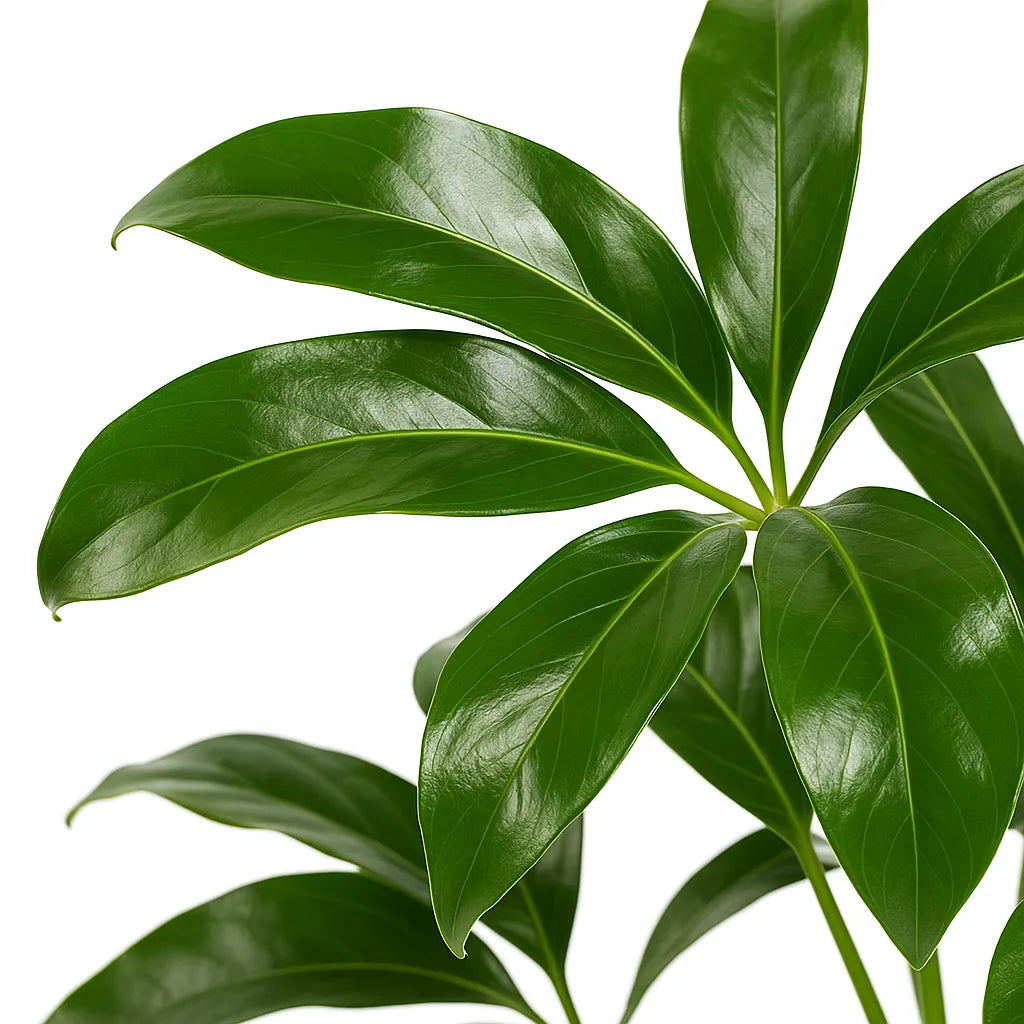 100 - 130cm Philodendron Funny Bunny Thaumatophyllum 24cm Plants