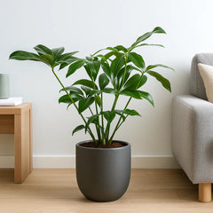 100 - 130cm Philodendron Funny Bunny Thaumatophyllum 24cm Plants