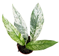 Rhaphidophora Foraminifera Marble 10.5cm Pot House Plant