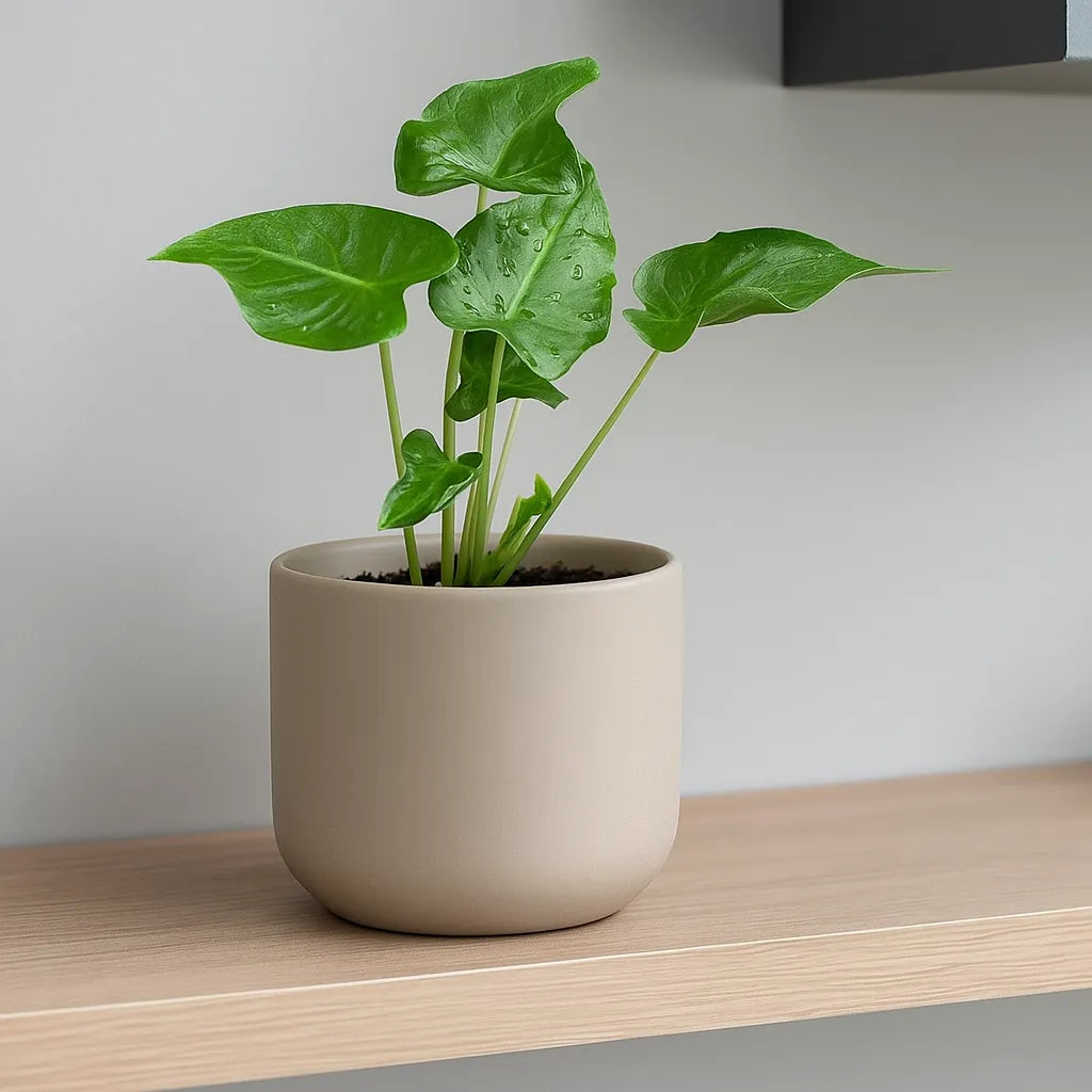 10 - 15cm Alocasia Frydek Tattoo 10.5cm Pot House Plant