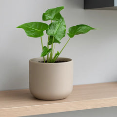 10 - 15cm Alocasia Frydek Tattoo 10.5cm Pot House Plant