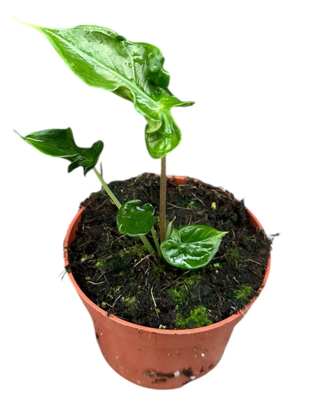 10 - 15cm Alocasia Teletubbies 10.5cm Pot House Plant