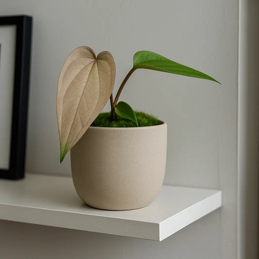 10 - 15cm Anthurium Magnificum X Nigrolaminum Gigi House Plant 10,5 cm Pot