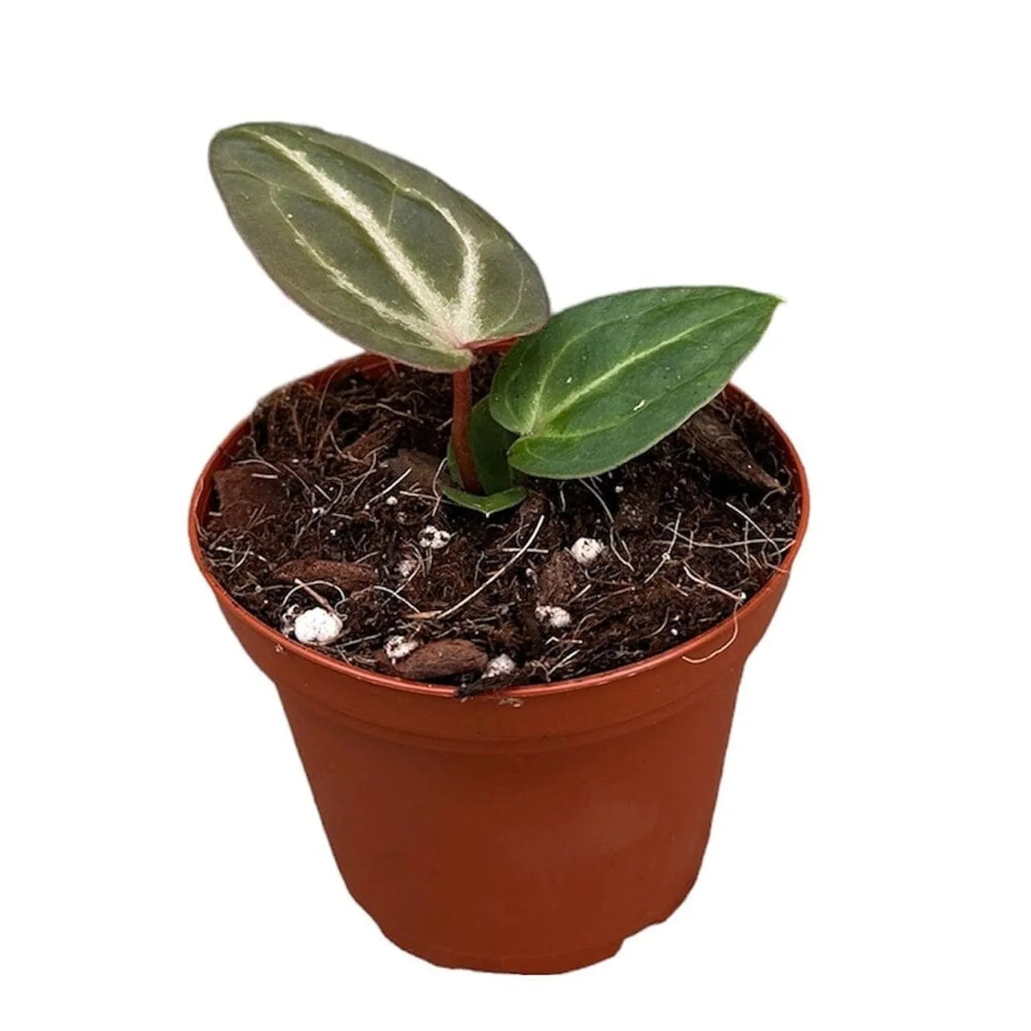 10 - 15cm Anthurium Magnificum x Zara x Michelle House Plant 10,5