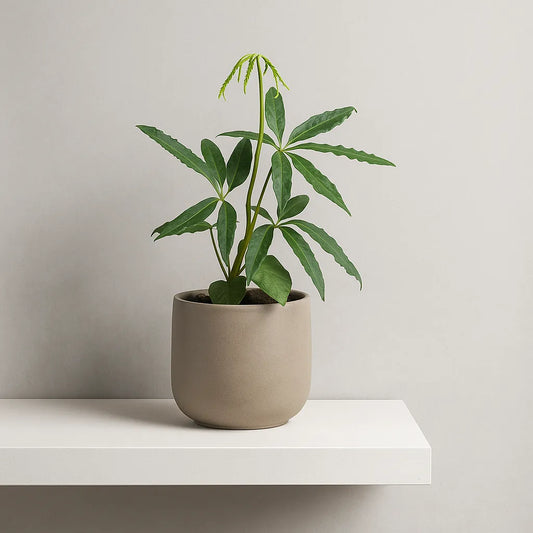 10 - 15cm Anthurium Polyschistum 10.5cm Pot House Plant