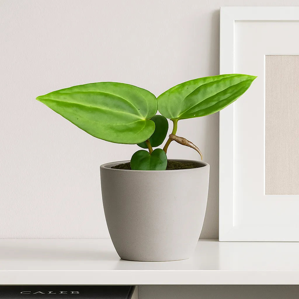 10 - 15cm Anthurium Regale X Nigrolaminum Gigi House Plant 10,5 cm Pot