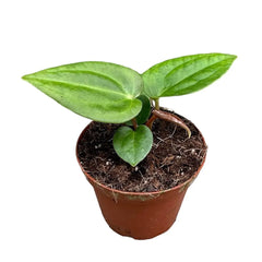 10 - 15cm Anthurium Regale X Nigrolaminum Gigi House Plant 10,5 cm Pot