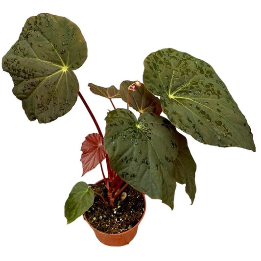 10 - 15cm Begonia Pavonina House Plant 10,5 cm Pot