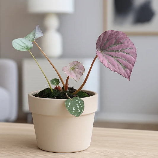 10 - 15cm Begonia Pinkie Winkie 10.5cm Pot House Plant