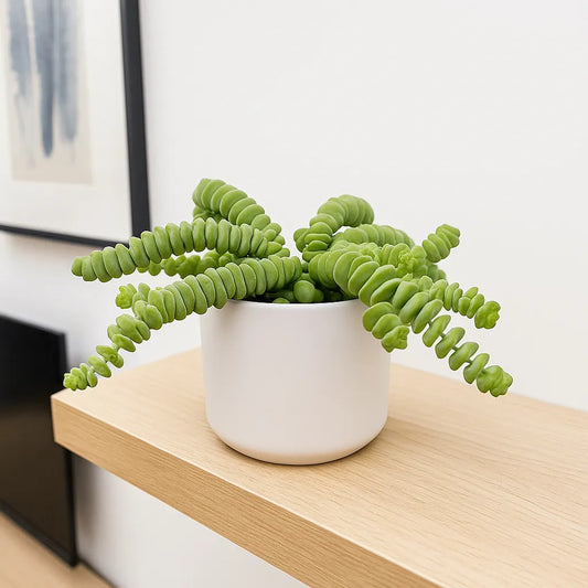 10 - 15cm Crassula Hottentot Succulent House Plant in 11cm Pot