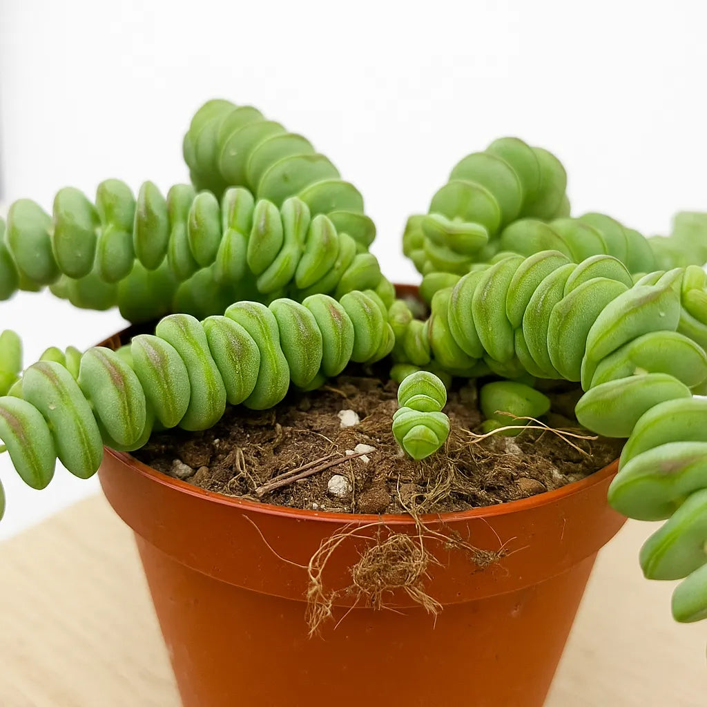 10 - 15cm Crassula Hottentot Succulent House Plant in 11cm Pot