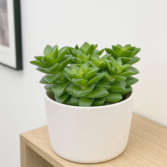 10 - 15cm Crassula Springtime House Plant 9cm Pot