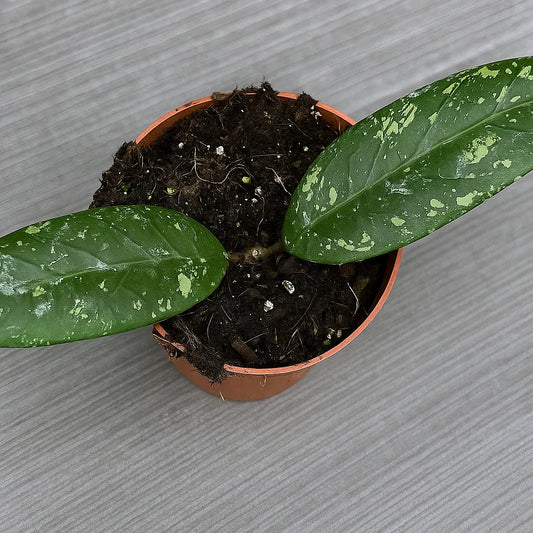10 - 15cm Hoya Aceh Long Leaf House Plant 10,5 cm Pot