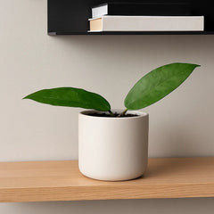 10 - 15cm Hoya Archboldiana House Plant 10,5 cm Pot