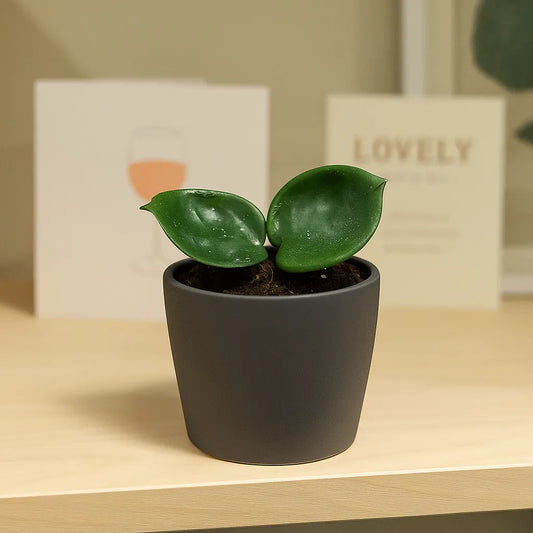 10 - 15cm Hoya Carnosa Chelsea House Plant 10,5 cm Pot