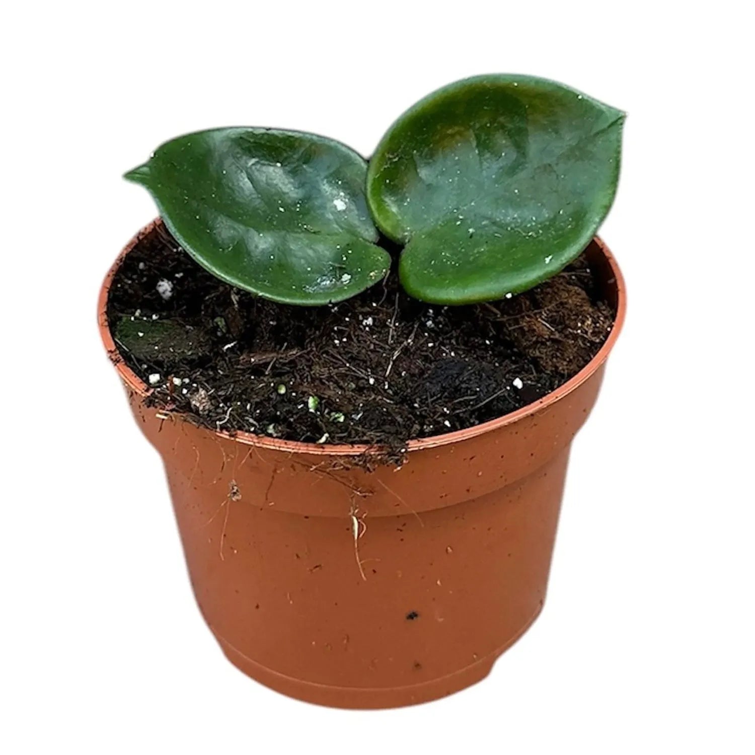 10 - 15cm Hoya Carnosa Chelsea House Plant 10,5 cm Pot