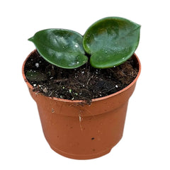 10 - 15cm Hoya Carnosa Chelsea House Plant 10,5 cm Pot