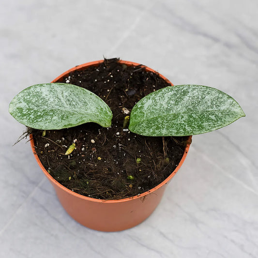 10 - 15cm Hoya Carnosa Grey Ghost House Plant 10,5 cm Pot