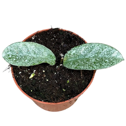 10 - 15cm Hoya Carnosa Grey Ghost House Plant 10,5 cm Pot