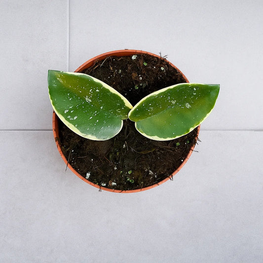 10 - 15cm Hoya Carnosa Krimson Queen Splash House Plant 10,5 cm Pot