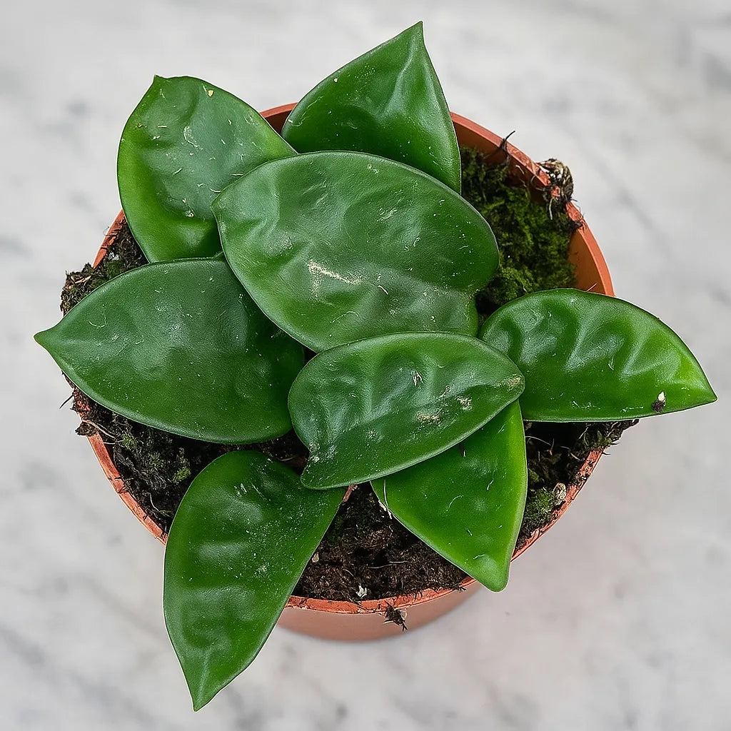 10 - 15cm Hoya Carnosa Krinkle 8 House Plant 10,5 cm Pot