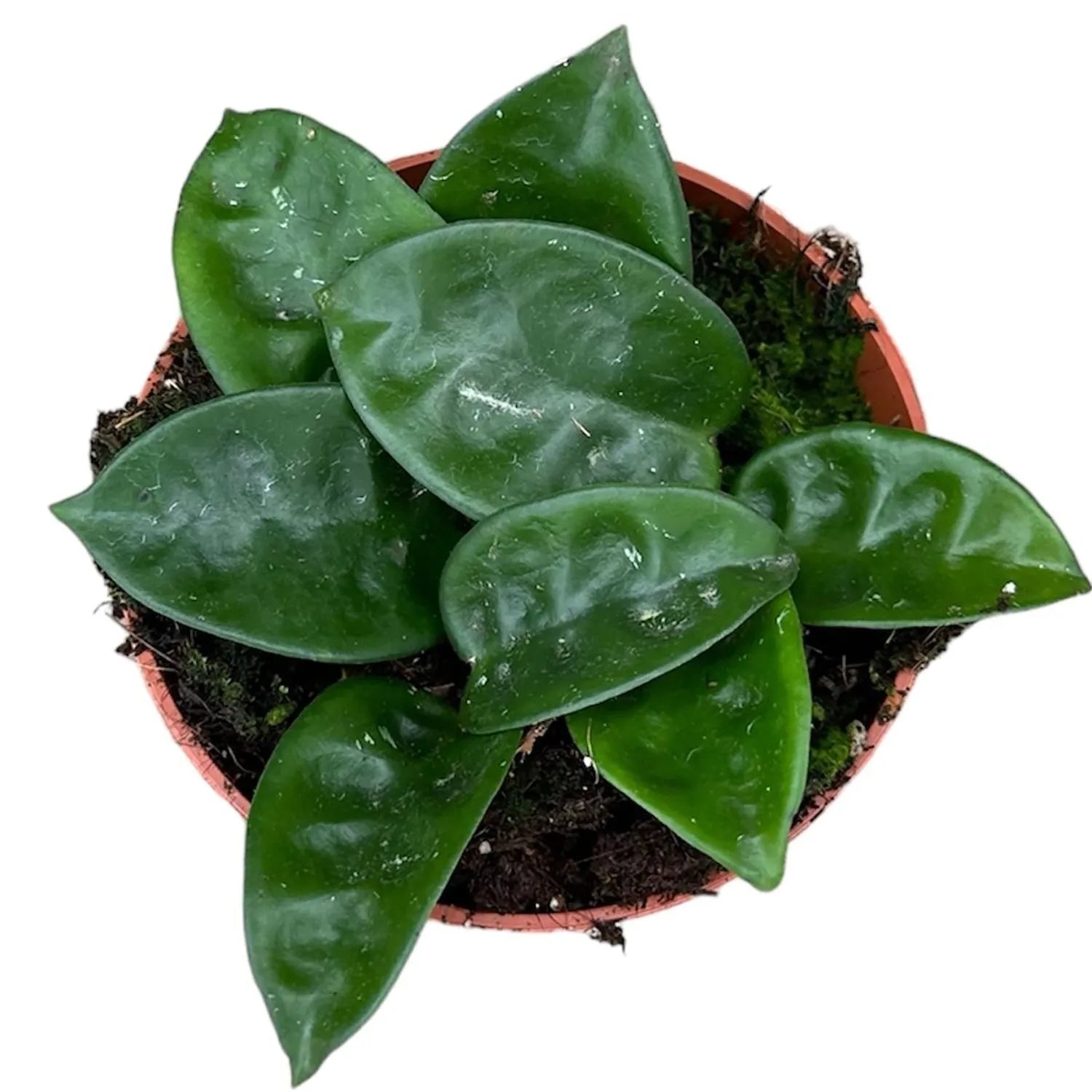 10 - 15cm Hoya Carnosa Krinkle 8 House Plant 10,5 cm Pot