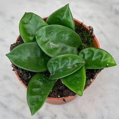 10 - 15cm Hoya Carnosa Krinkle 8 House Plant 10,5 cm Pot