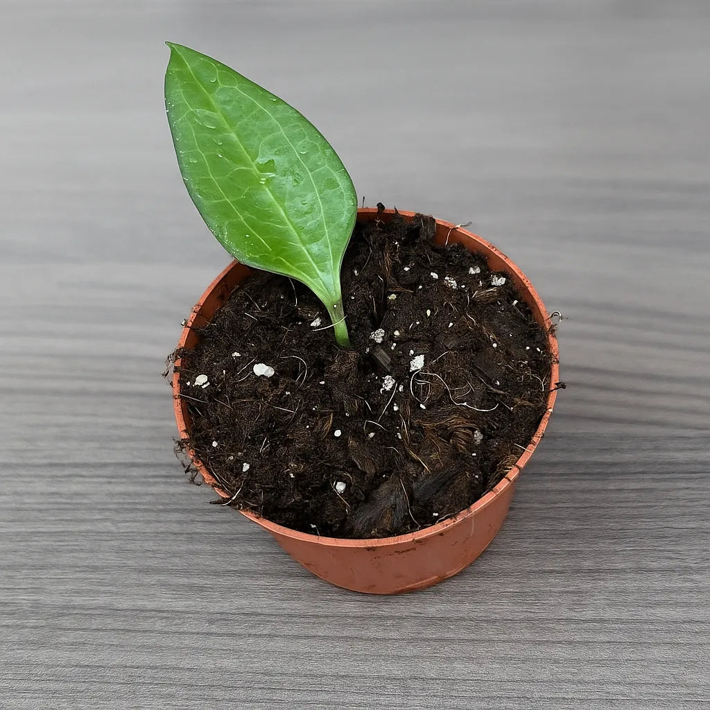 10 - 15cm Hoya Cinnamomifolia House Plant 10,5 cm Pot