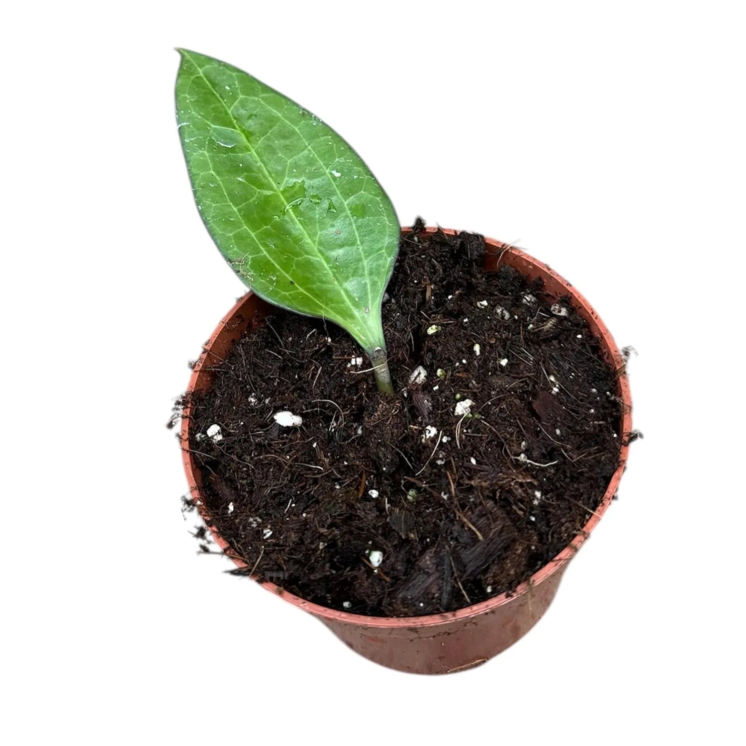 10 - 15cm Hoya Cinnamomifolia House Plant 10,5 cm Pot