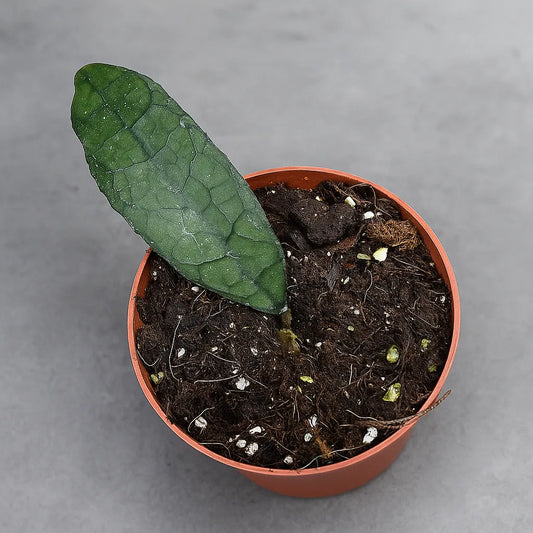 10 - 15cm Hoya Clemensiorum Dark Leaf House Plant 10,5 cm Pot