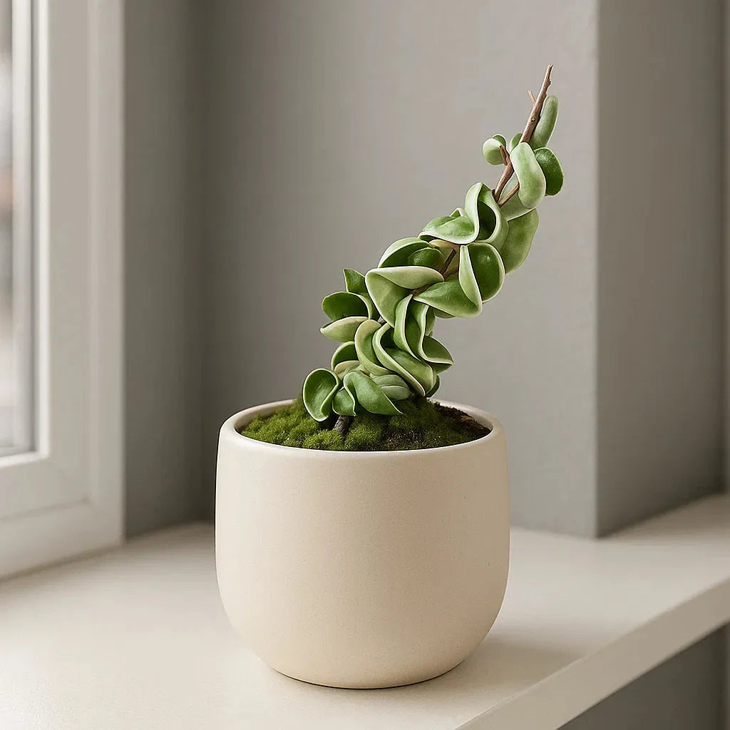 10 - 15cm Hoya Compacta Variegata House Plant 10,5 cm Pot