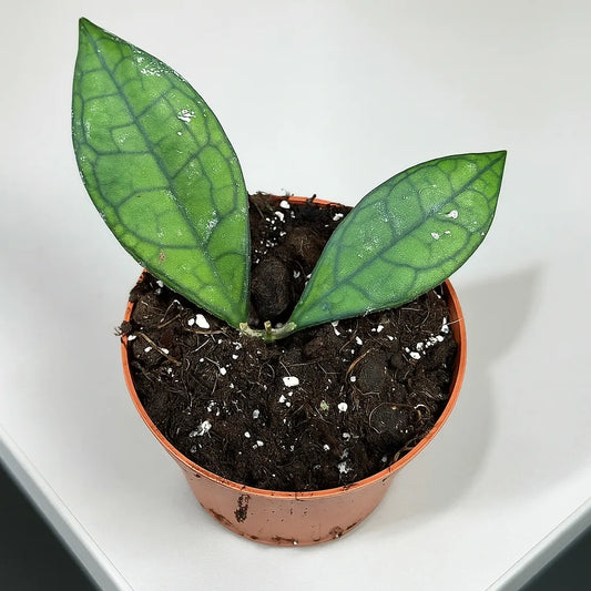 10 - 15cm Hoya Finlaysonii Sarawak House Plant 10,5 cm Pot