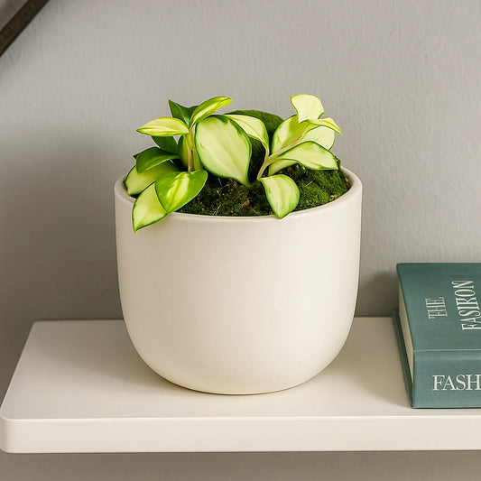 10 - 15cm Hoya Heuschkeliana Variegata House Plant 10,5 cm Pot