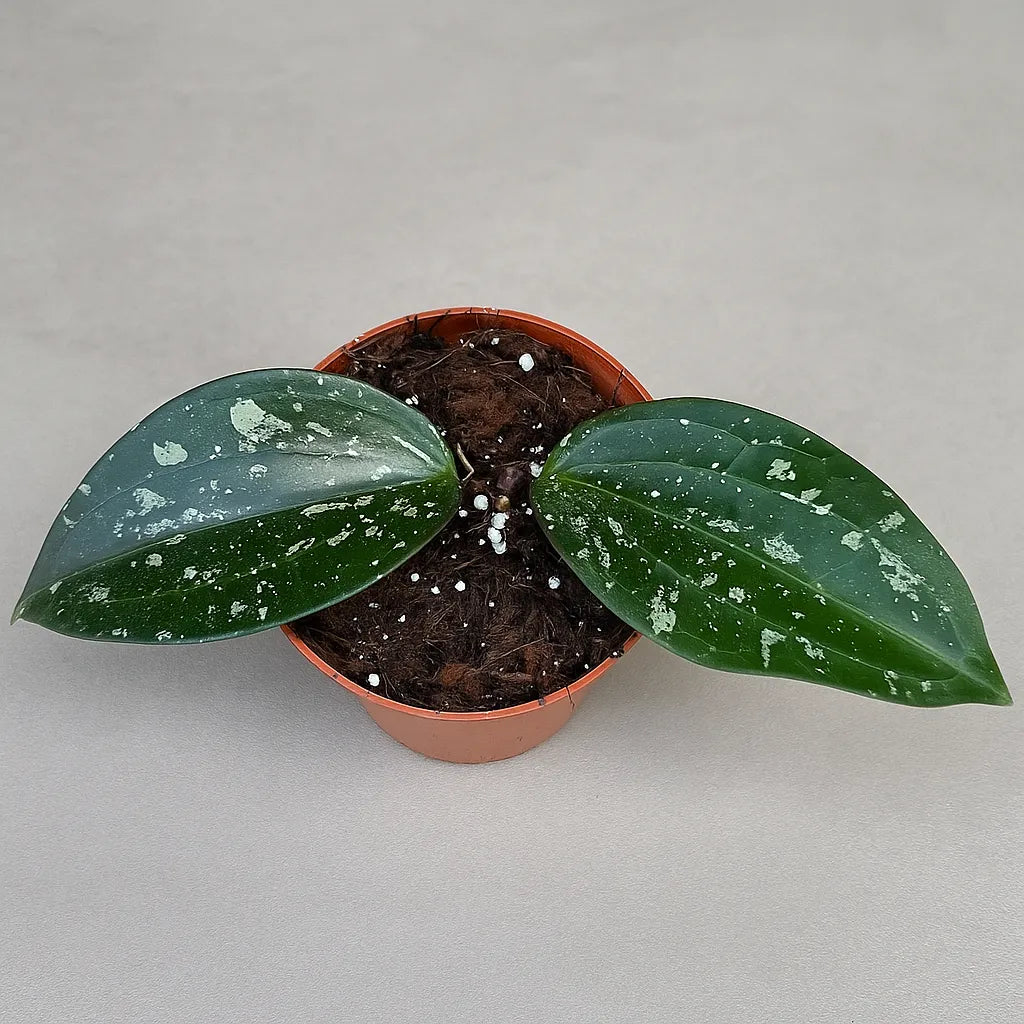 10 - 15cm Hoya Macrophylla Splash House Plant 10,5 cm Pot