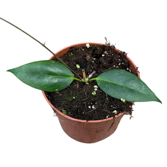 10 - 15cm Hoya Paziae House Plant 10,5 cm Pot